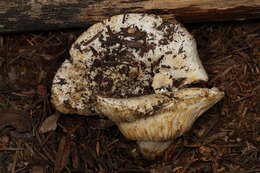 Image of Russula cascadensis Shaffer 1964