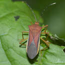 Image of Anasa varicornis (Westwood 1842)