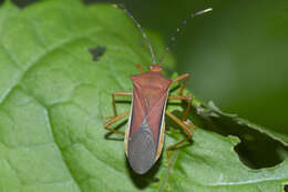 صورة Anasa varicornis (Westwood 1842)