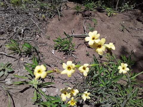 Sisyrinchium arenarium Poepp.的圖片