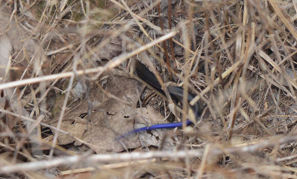 Image of Southern Prairie Skink