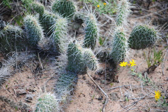 Image of hairspine pricklypear