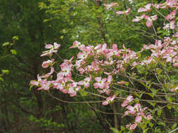 Image of Cornus florida var. florida