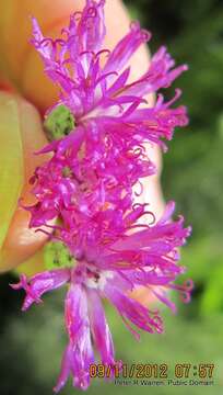 Image of Silver vernonia