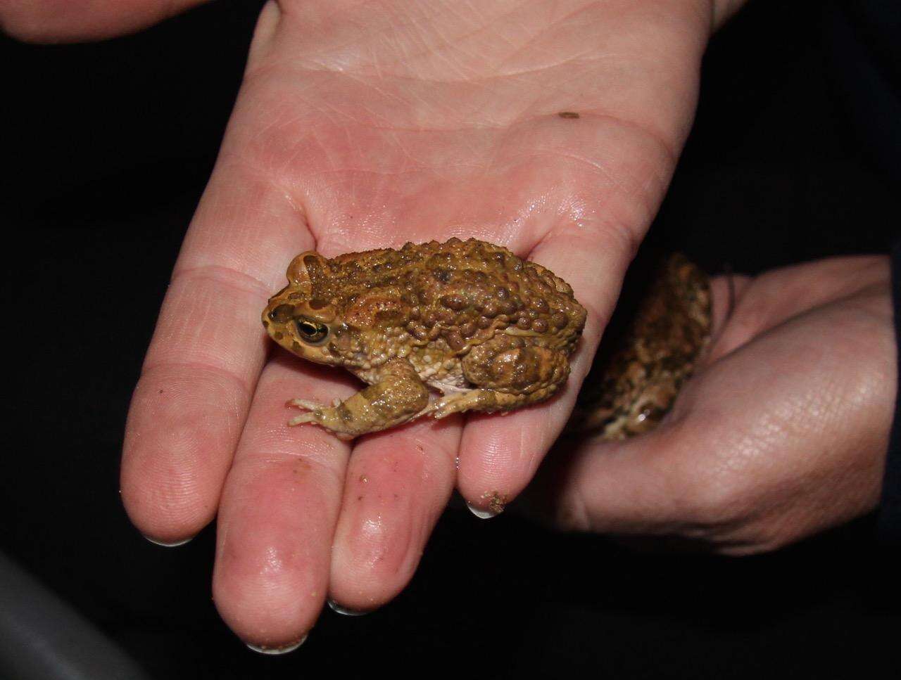 Image of Karoo Toad