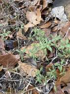 Image of Georgia frostweed