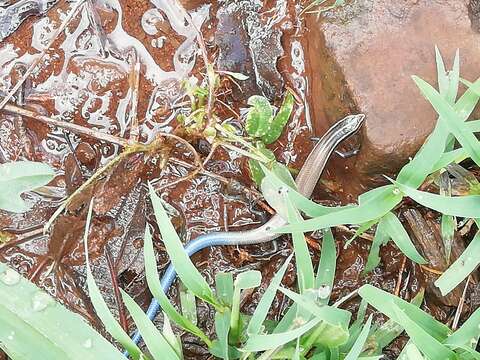 Image of Oak Forest Skink