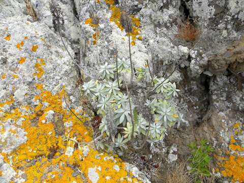 Plancia ëd Echium portosanctense J. A. Carvalho, Pontes, Bat.-Marques & R. Jardim