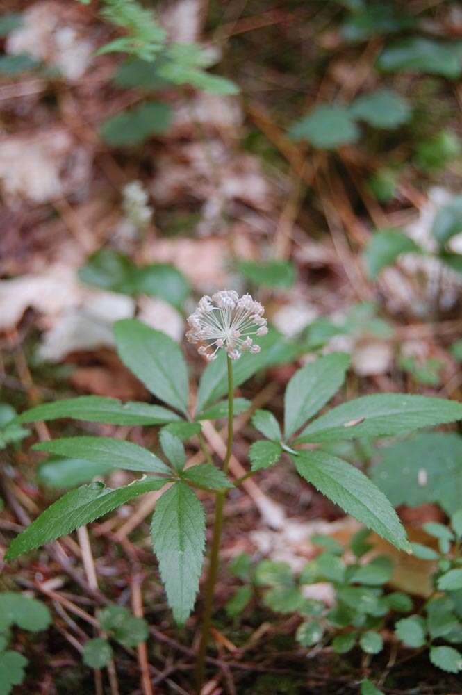 Image of dwarf ginseng