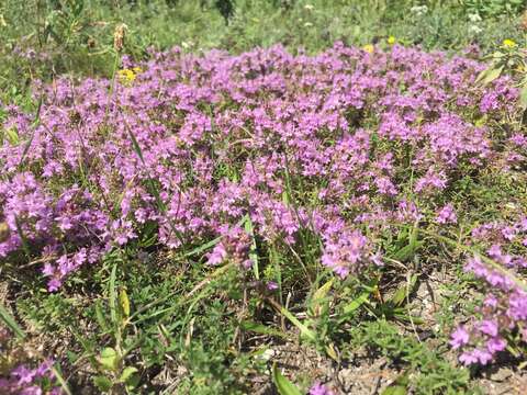 Image of Thymus calcareus Klokov & Des.-Shost.