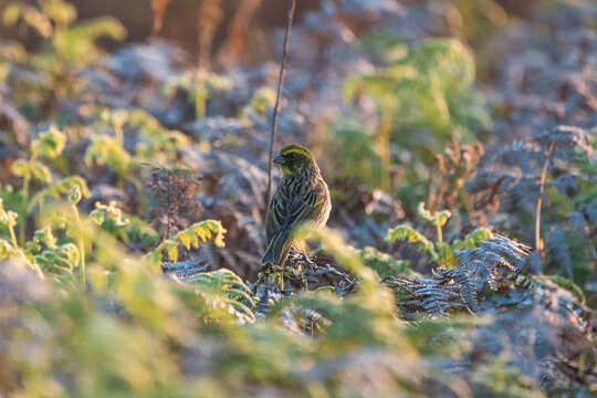 Image of Yellow-browed Seedeater