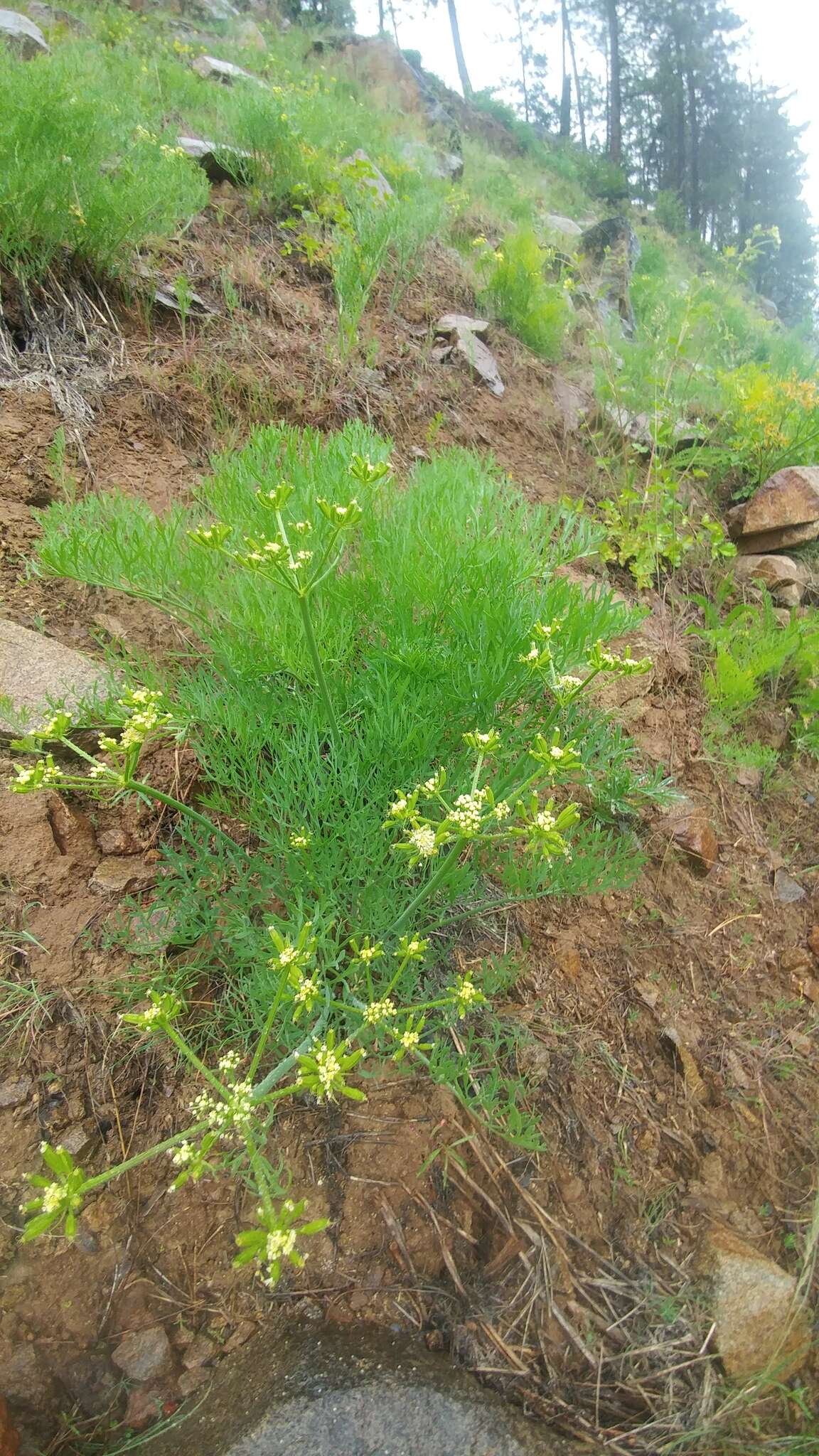 Image of Thompson's desertparsley