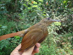 Image of Deconychura Cherrie 1891