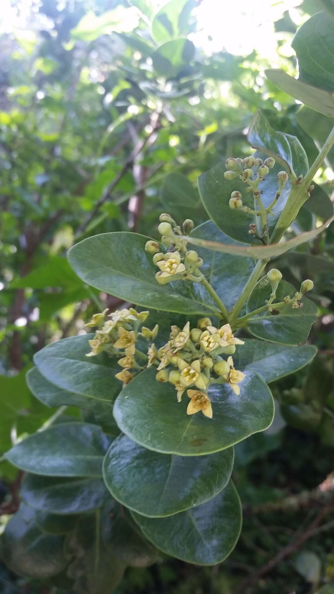 Image of mountain sandalwood