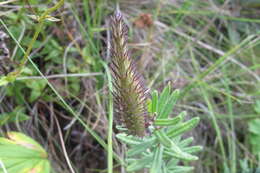 Schizoglossum bidens E. Mey.的圖片