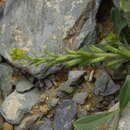 Plancia ëd Notoceras bicorne (Aiton) Amo