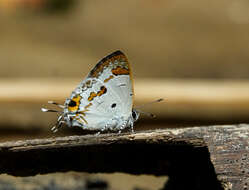 Image of Hypolycaena othona