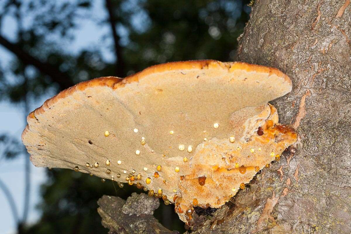 Image de Polypore hérissé