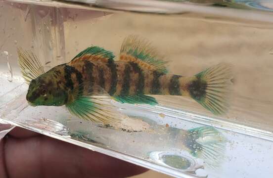 Image of Brighteye darter