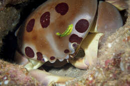 Image of Red spot coral crab