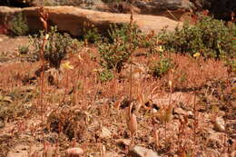 Image of Bulbine diphylla Schltr. ex Poelln.