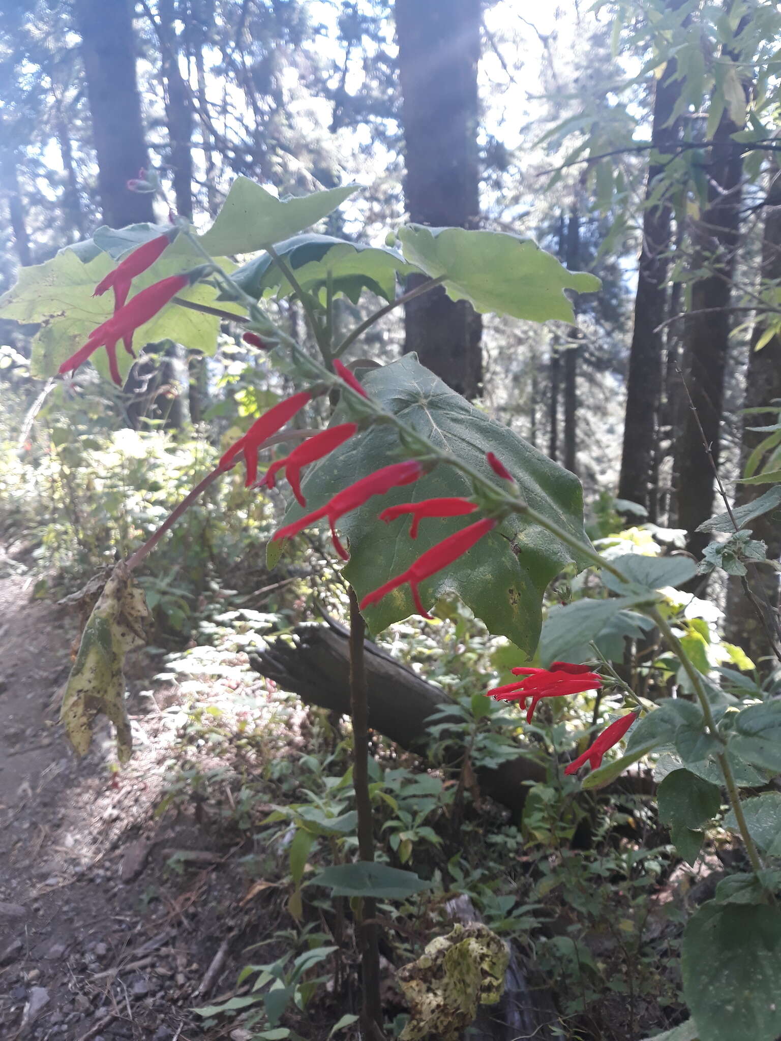 Image of pineapple sage