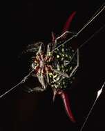 Image of Gasteracantha milvoides Butler 1873