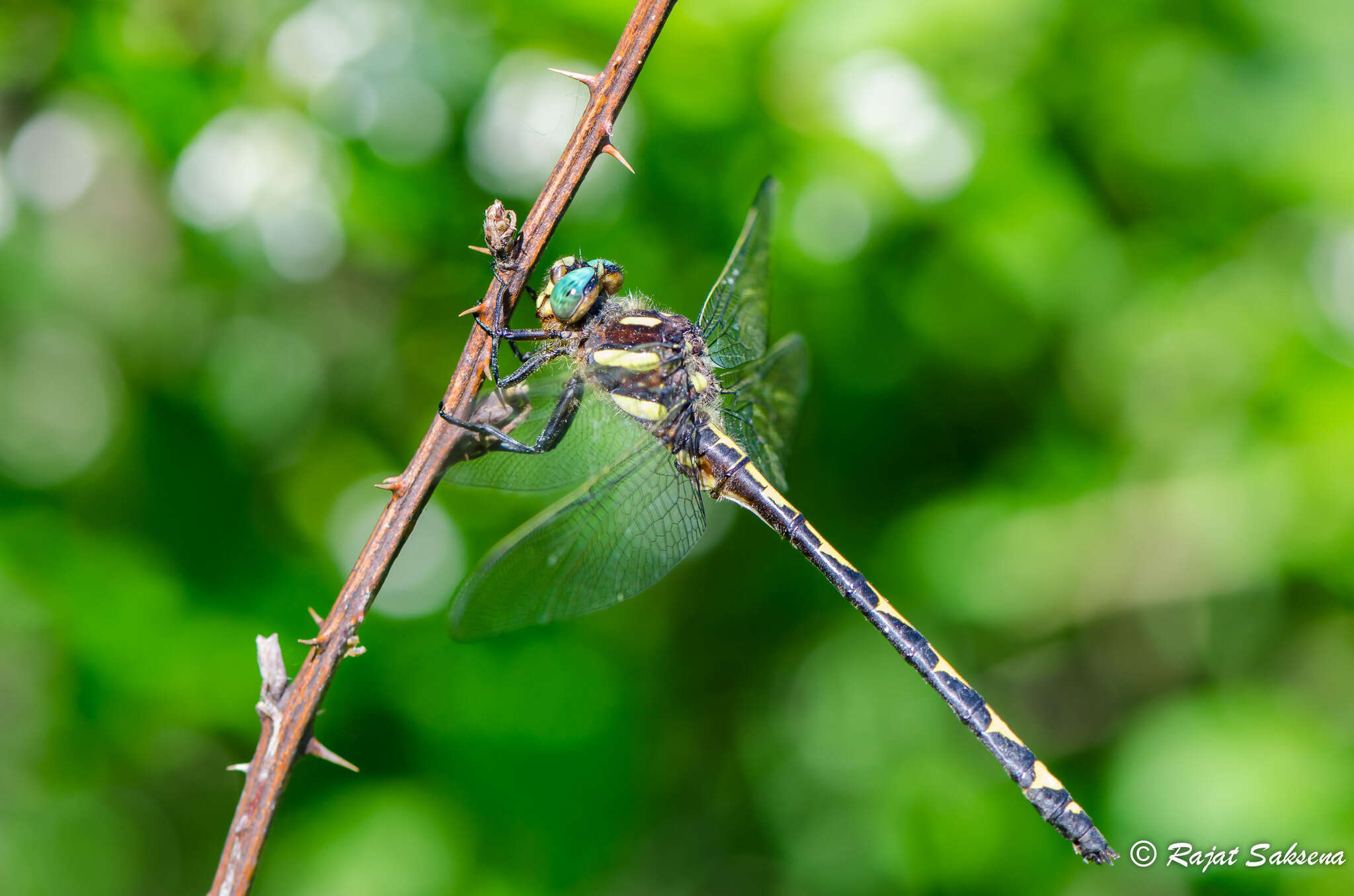 Image of Arrowhead Spiketail