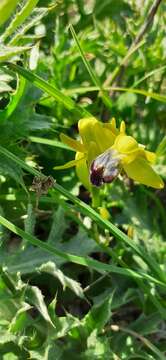 Image of Ophrys fusca subsp. fusca