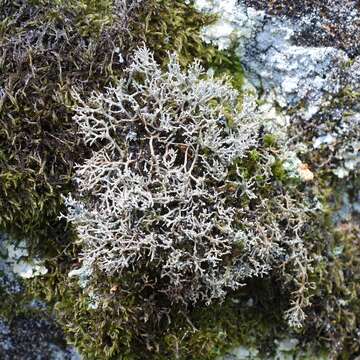 Image of fragile ball lichen