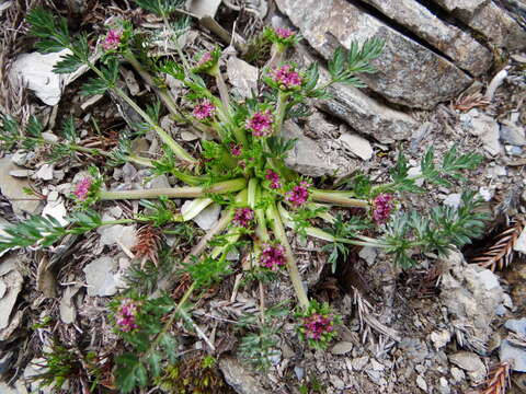 Image of Chaerophyllum taiwanianum (Masam.) K. F. Chung