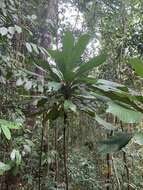 Image of Agrostistachys borneensis Becc.