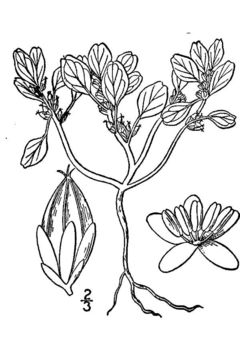 Image of seaside amaranth