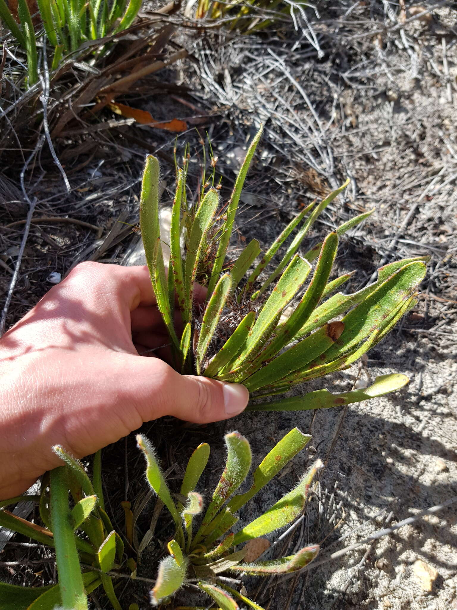 Image of Protea aspera Phillips