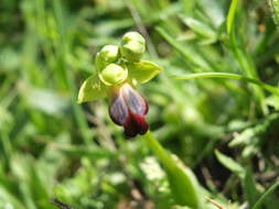 Image of Ophrys fusca subsp. fusca