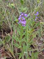 Plancia ëd Angelonia goyazensis G. Benth.