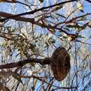 Слика од Eucalyptus burracoppinensis Maiden & Blakely