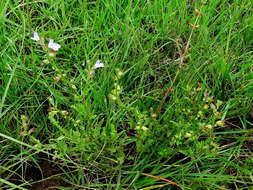 Image of Salvia runcinata L. fil.