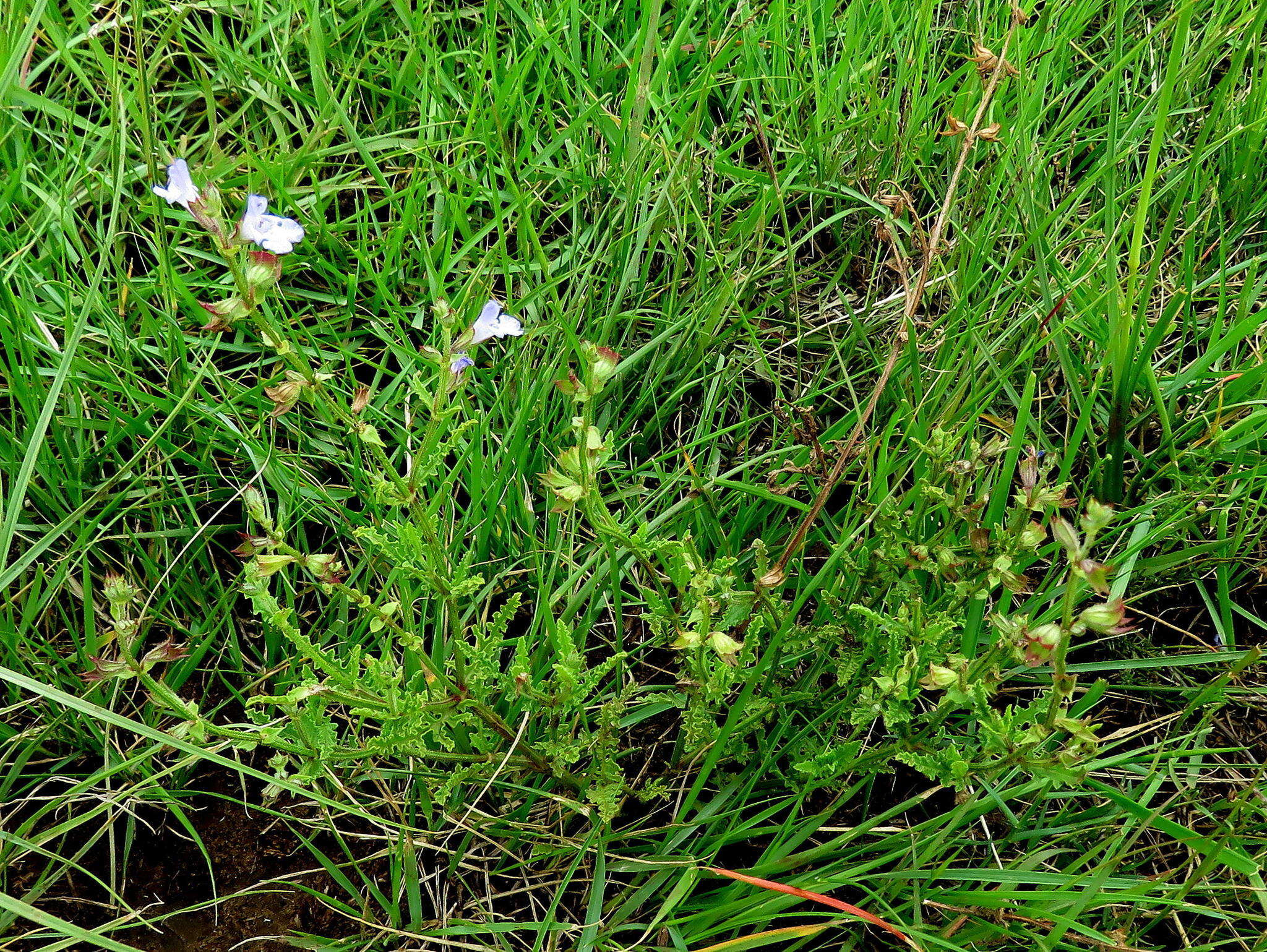 Image of Salvia runcinata L. fil.