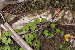 Imagem de Hydrocotyle elongata A. Cunn. ex Hook. fil.