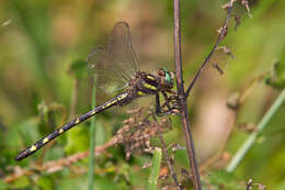 Image of Cordulegaster talaria Tennessen 2004