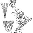Image of Antennaria alpina (L.) Gaertn.