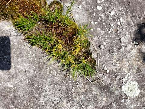 Image of Harper's dodder