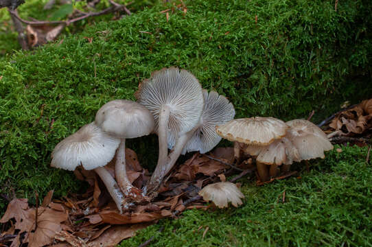 Clitocybula lacerata (Scop.) Métrod 1952的圖片