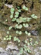 Adiantum capillus-junonis Rupr.的圖片