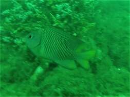 Imagem de Stegastes flavilatus (Gill 1862)