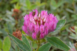 Imagem de Trifolium medium L.