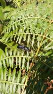 Image of tropical brackenfern