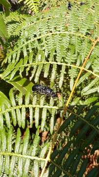 Image of tropical brackenfern