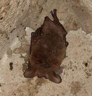 Imagem de Myotis bechsteinii (Kuhl 1817)